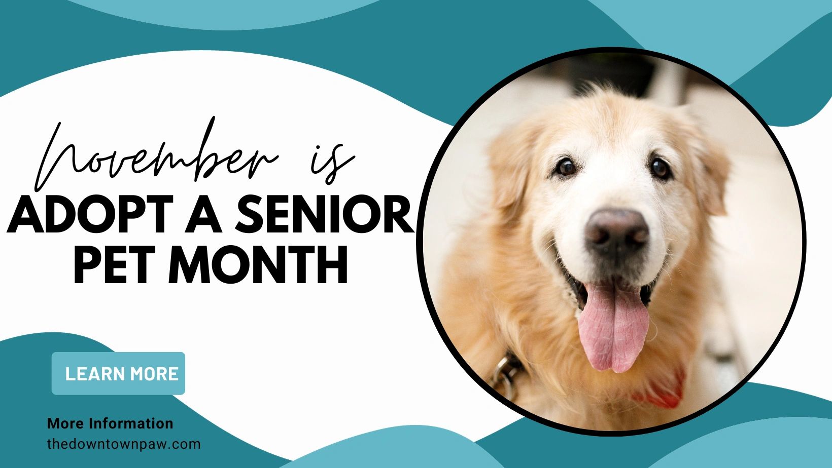 The Downtown Paw Dog Daycare & Grooming Malden, Massachusetts